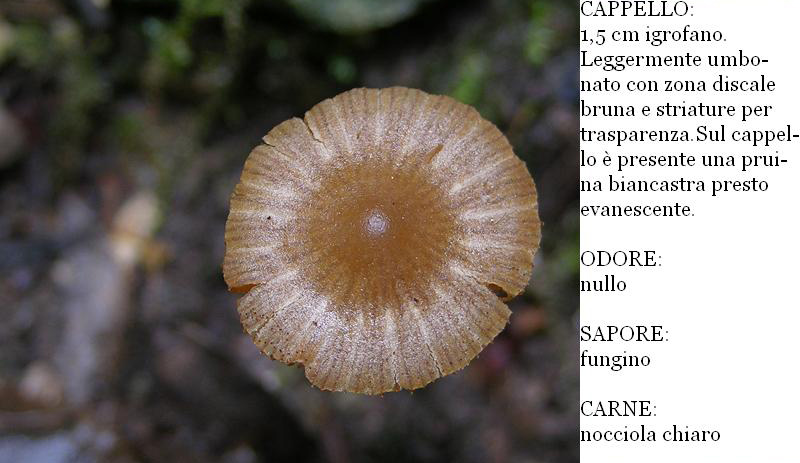 Ocrosporeo da determinare. (cfr. Conocybe brunneola)